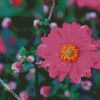 Pink Flower Anemone diamond painting