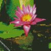 Pink Water Lilly diamond painting