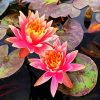 Pink Water Lilly diamond painting