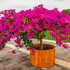 Purple Bougainvillea diamond painting