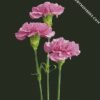 Purple Carnations diamond painting