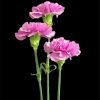 Purple Carnations diamond painting