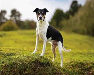 Rat Terrier diamond painting