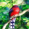 Red Trogon diamond painting