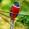 Red Trogon diamond painting