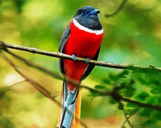 Red Trogon diamond painting