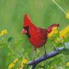 Red Cardinal Bird diamond painting