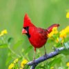 Red Cardinal Bird diamond painting