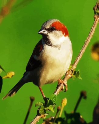 Sparrow Bird Animals diamond painting