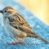 Sparrow Bird Animal diamond painting