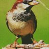 Sparrow Bird diamond painting