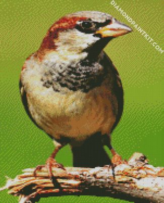 Sparrow Bird diamond painting