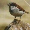 Sparrow diamond painting