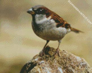 Sparrow diamond painting