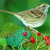 Sparrow On Branch diamond painting