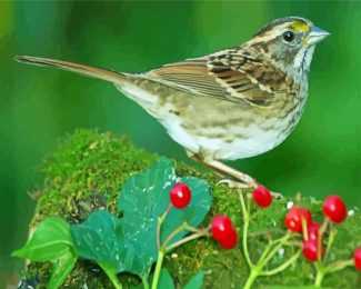 Sparrow On Branch diamond painting