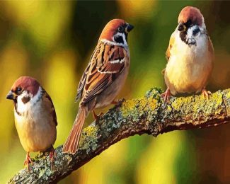 Sparrows Birds diamond painting