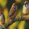 Sparrows Birds diamond painting