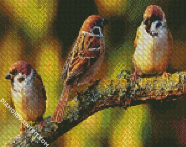 Sparrows Birds diamond painting