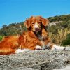 Toller Dog diamond painting