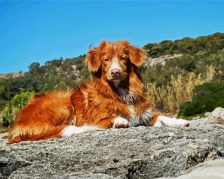 Toller Dog diamond painting