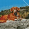 Toller Dog diamond painting