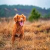 Toller Dog Puppy diamond painting