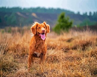 Toller Dog Puppy diamond painting