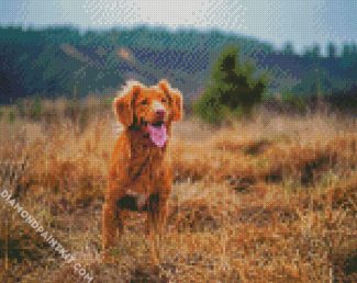 Toller Dog Puppy diamond painting