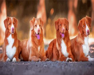 Tollers Dogs diamond painting