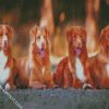 Tollers Dogs diamond painting