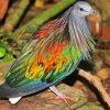 Tropical Pigeon Dove diamond painting