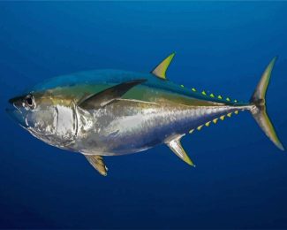 Tuna Fish diamond painting