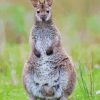 Wallaby Animal diamond painting