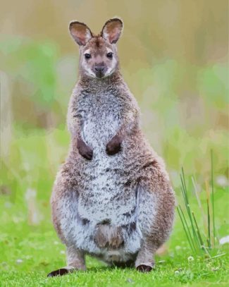 Wallaby Animal diamond painting