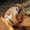 Wallaby diamond painting