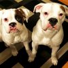 White Boxers diamond painting