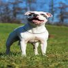 White Staffordshire Bull Terrier diamond painting