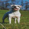 White Staffordshire Bull Terrier diamond painting