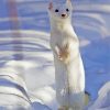 White Weasel diamond painting