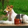 Wire Fox Terrier Dog diamond painting