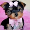 Yorkie Puppy diamond painting