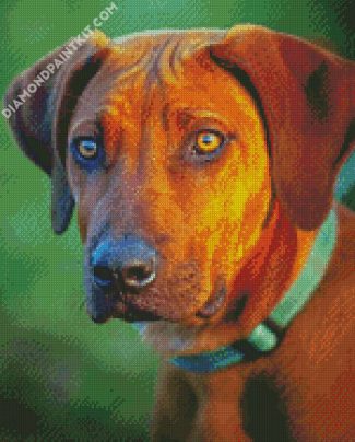 Ridgeback Animal diamond painting