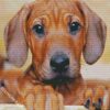 Ridgeback Puppy diamond painting