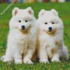 Samoyed Puppies diamond painting