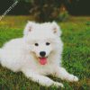 Samoyed Puppy diamond painting