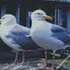 Seaguls Birds diamond painting