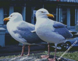 Seaguls Birds diamond painting