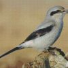 Shrike Bird diamond painting