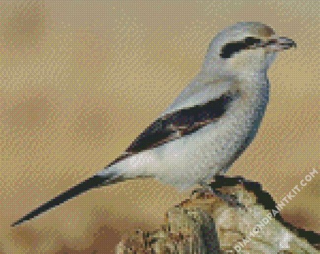 Shrike Bird diamond painting